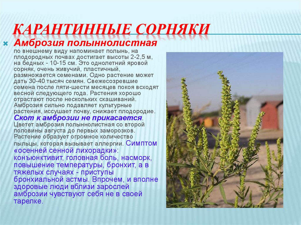 План мероприятий по борьбе с амброзией полыннолистной и другими карантинными объектами